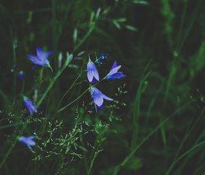 Preview wallpaper flowers, blue, field, grass, closeup