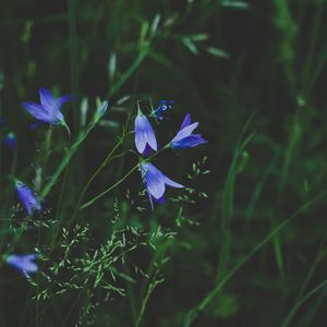 Preview wallpaper flowers, blue, field, grass, closeup