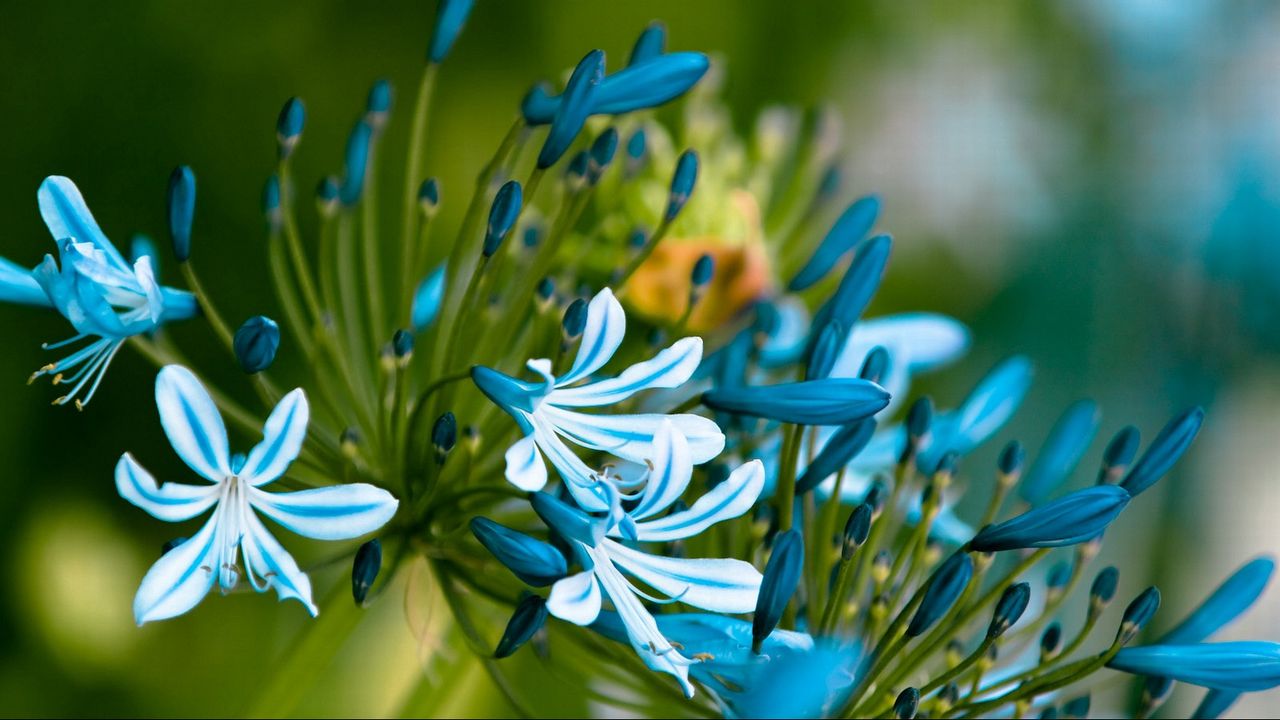 Wallpaper flowers, blue, green, macro, petals