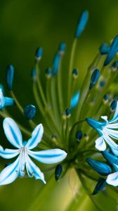 Preview wallpaper flowers, blue, green, macro, petals