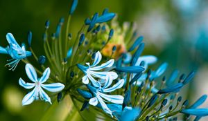 Preview wallpaper flowers, blue, green, macro, petals