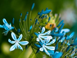 Preview wallpaper flowers, blue, green, macro, petals