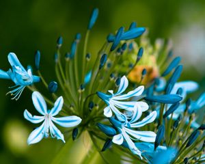 Preview wallpaper flowers, blue, green, macro, petals