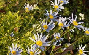 Preview wallpaper flowers, blue, green, sunny