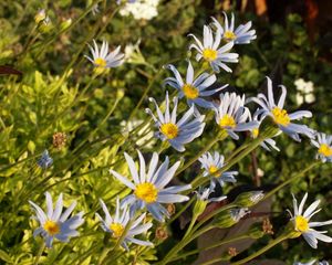 Preview wallpaper flowers, blue, green, sunny