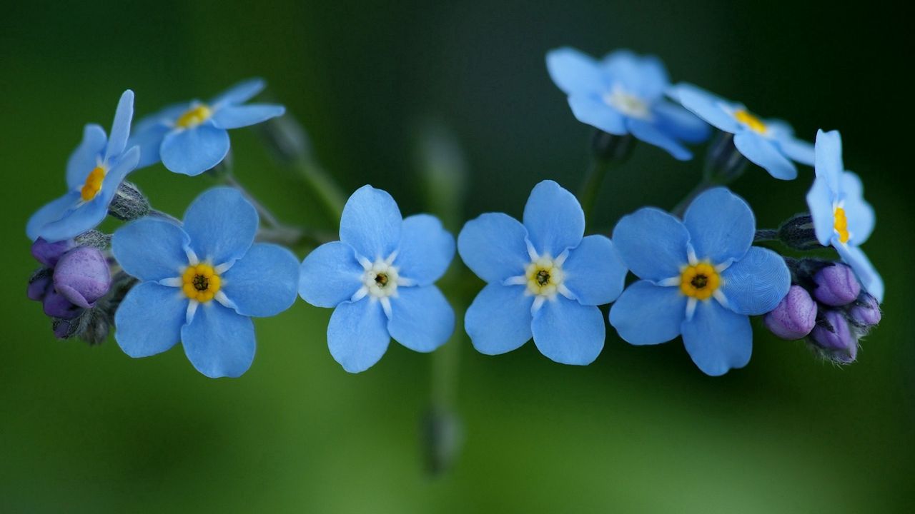 Wallpaper flowers, blue, green, small
