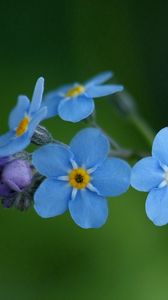 Preview wallpaper flowers, blue, green, small