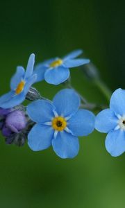 Preview wallpaper flowers, blue, green, small