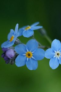 Preview wallpaper flowers, blue, green, small