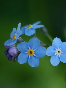 Preview wallpaper flowers, blue, green, small