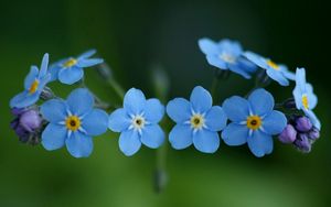 Preview wallpaper flowers, blue, green, small