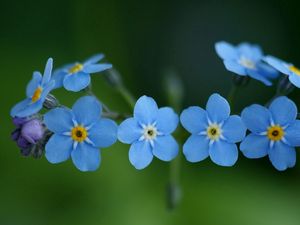 Preview wallpaper flowers, blue, green, small