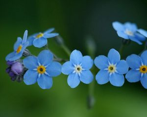 Preview wallpaper flowers, blue, green, small