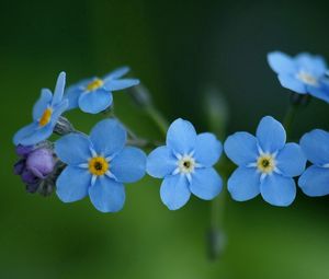 Preview wallpaper flowers, blue, green, small