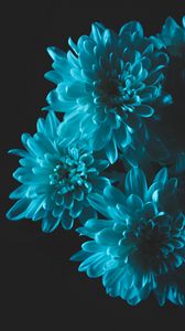 Preview wallpaper flowers, blue, petals, bouquet