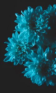 Preview wallpaper flowers, blue, petals, bouquet