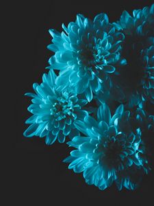 Preview wallpaper flowers, blue, petals, bouquet