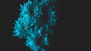 Preview wallpaper flowers, blue, petals, bouquet