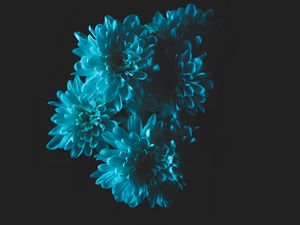 Preview wallpaper flowers, blue, petals, bouquet
