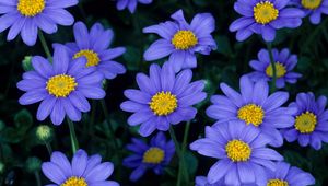 Preview wallpaper flowers, blue, petals, pollen, close-up