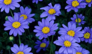 Preview wallpaper flowers, blue, petals, pollen, close-up