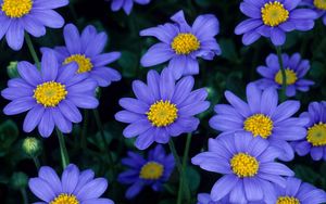Preview wallpaper flowers, blue, petals, pollen, close-up