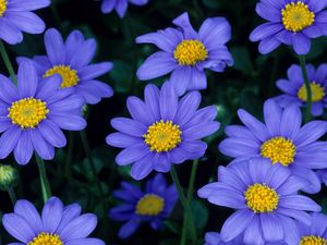 Preview wallpaper flowers, blue, petals, pollen, close-up