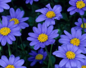 Preview wallpaper flowers, blue, petals, pollen, close-up