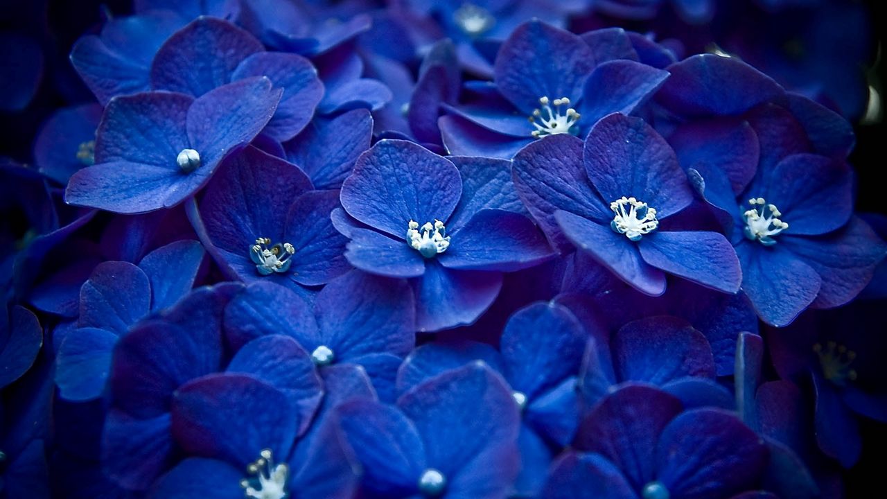 Wallpaper flowers, blue, petals