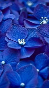 Preview wallpaper flowers, blue, petals