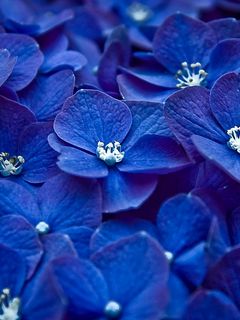 240x320 Wallpaper flowers, blue, petals