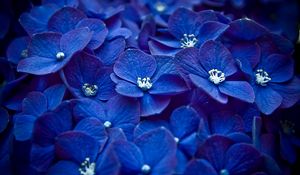 Preview wallpaper flowers, blue, petals