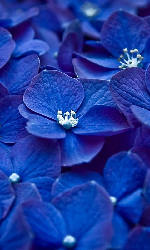 480x800 Wallpaper flowers, blue, petals