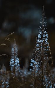 Preview wallpaper flowers, blue, plants, bloom, wild