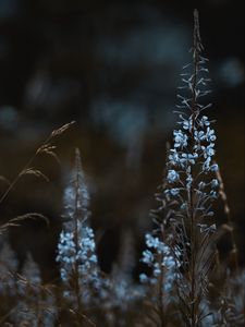 Preview wallpaper flowers, blue, plants, bloom, wild
