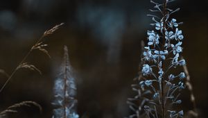 Preview wallpaper flowers, blue, plants, bloom, wild