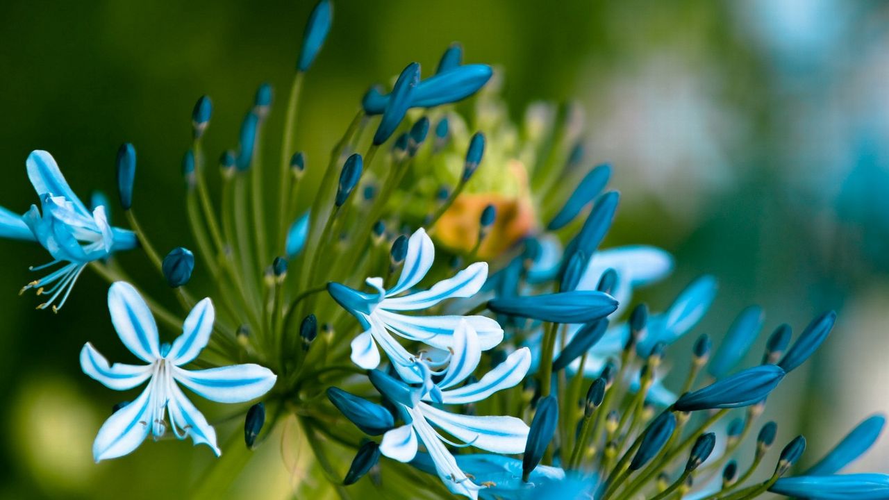 Wallpaper flowers, blue, white, leaves, petals, buds
