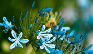 Preview wallpaper flowers, blue, white, leaves, petals, buds