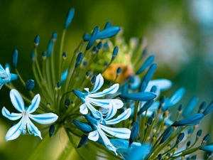 Preview wallpaper flowers, blue, white, leaves, petals, buds