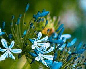 Preview wallpaper flowers, blue, white, leaves, petals, buds