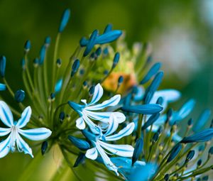 Preview wallpaper flowers, blue, white, leaves, petals, buds