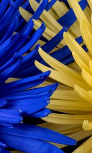 Preview wallpaper flowers, blue, yellow, petals