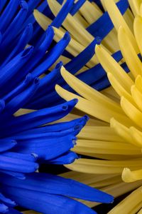 Preview wallpaper flowers, blue, yellow, petals