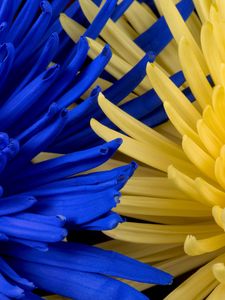 Preview wallpaper flowers, blue, yellow, petals