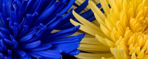 Preview wallpaper flowers, blue, yellow, petals