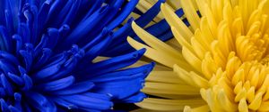 Preview wallpaper flowers, blue, yellow, petals