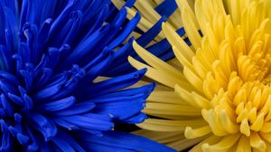 Preview wallpaper flowers, blue, yellow, petals