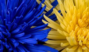 Preview wallpaper flowers, blue, yellow, petals