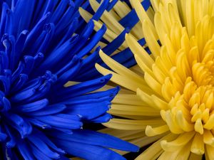 Preview wallpaper flowers, blue, yellow, petals