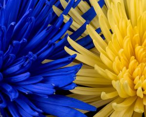 Preview wallpaper flowers, blue, yellow, petals